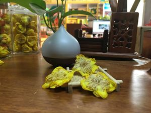 毛瓣金花茶